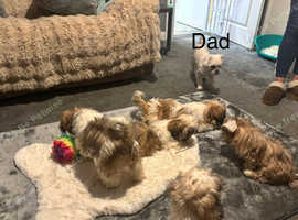 Malshi puppys