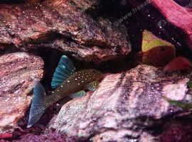 Blue phantom plec, electric blue ram
