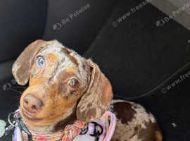 Beautiful mini dachshund