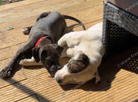 Lucher/Cane corsa