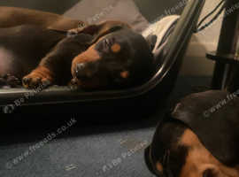 5 miniature dachshunds for sale