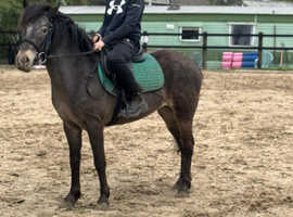 Appy x mare