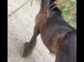 Mini cob colt