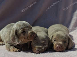 Stunning KC Miniature Dachshunds PRA clear