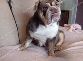 english bulldog