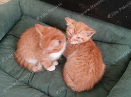 Kittens for sale