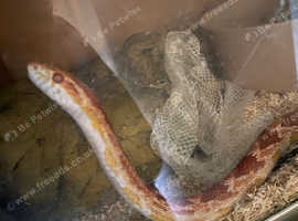 Female Corn Snake