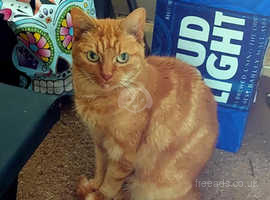 16 year old marmalade female cat in need of a forever home