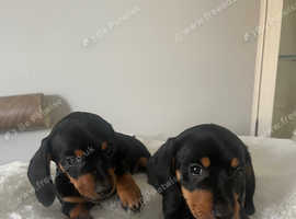Ready 18th last little girl dachshund