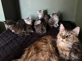 6 Maine Coon  kittens