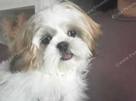 Female shih-tzu