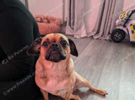 Loving dog seeks new home