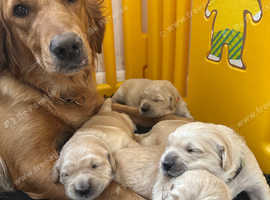 Golden retriever puppies kc