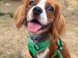 Cavalier king  Charlie's spaniel