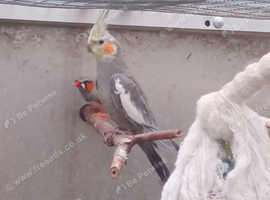Hen cockatiel