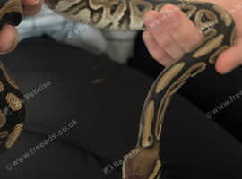 Female pastel ball python