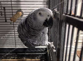 African grey parrot