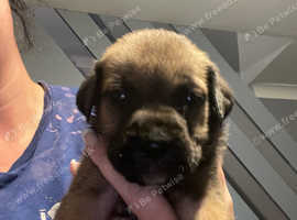 English mastiff x Belgian malinois