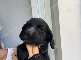 Baby boy cocker pup