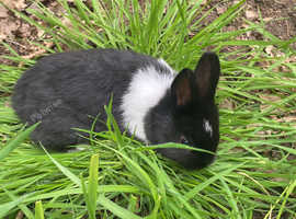 Netherland dwarf cross Dutch