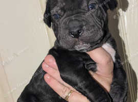 Bullmastiff cross Shar pei xpuppies for sale