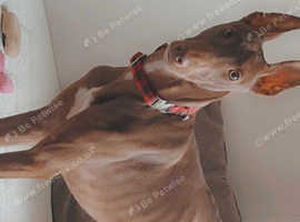 Beautiful almost 1 year old pharoah hound named pharoah