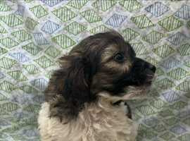 Puppies under hot sale 300