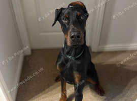 Big hearted lovely Dobermann male needing new home