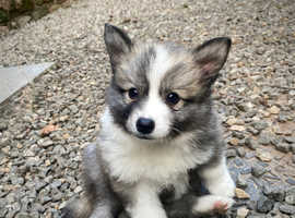 F2 pomsky puppies