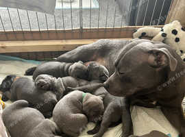 KC blue staffies