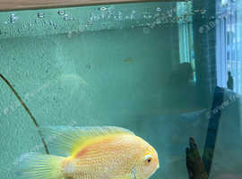 Severum in Bideford on Freeads Classifieds - Cichlids classifieds