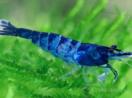 X10 Blue Neocaridina Blue Diamond Shrimp lue Diamond Shrimp