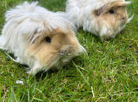 Gorgeous Peruvian guinea pigs