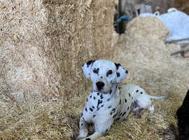 Beautiful Dalmatian Monty