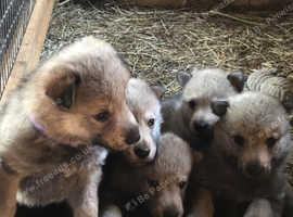 Czechoslovakian Wolfdog puppies