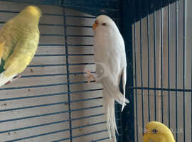 Rugeley, Staffs. Ready to breed Budgies for sale.