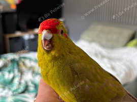 Female hen 1 year old kakariki bird