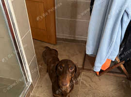 Sausage for adoption