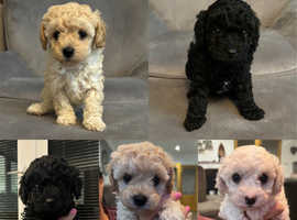 Stunning Poochon puppies for sale