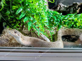 Paradox high expression Hognose conda male