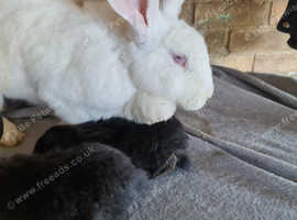 10 Continental Giants babys available