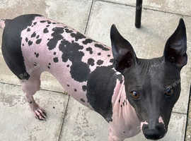 American hairless terrier