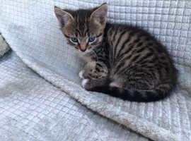 1 kitten  for sale