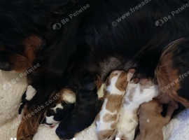 Health Tested cavalier king Charles