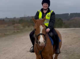 **PENDING* ** Stunning 15.3 hh Arab 4 year old gelding