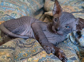 Canadian sphinx