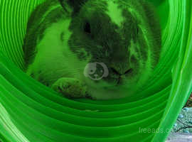 2 rabbits for sale one female English lop and one male Rex