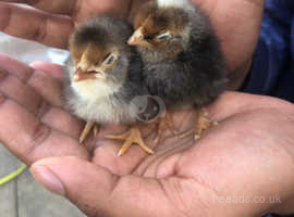 Chicks For Sale Mother