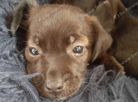 Mixed breed puppy. Known as Beans.