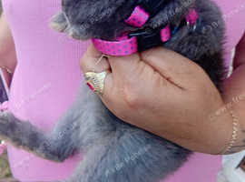 Female gray baby rabbit